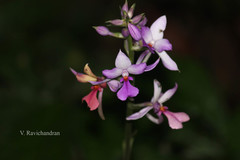 Calanthe sylvatica